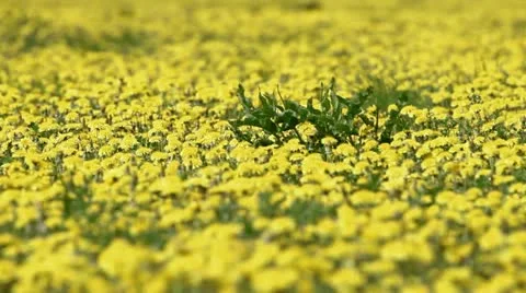 Yellow dandelions in bloom 1 Stock Footage 11585568