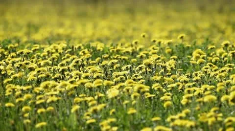 Yellow dandelions in bloom 2 Stock Footage 11628173