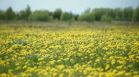 Yellow dandelions in bloom 3 Stock Footage 11628423