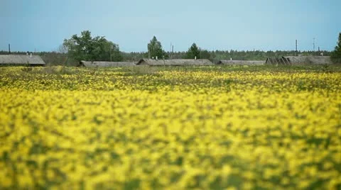 Yellow dandelions in bloom 4 Stock Footage 11628558