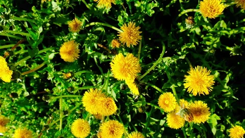 Yellow dandelions bloom in the garden. Selective focus. Stock Footage 240294772