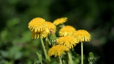 Yellow dandelions blooming on grass background Vidéo 335360616