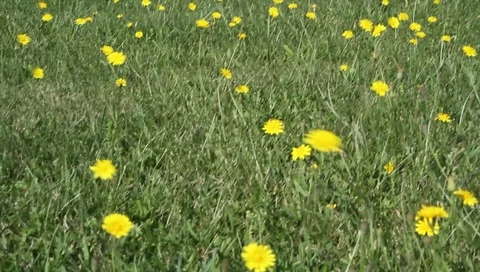 Yellow dandelions blowing in the wind Video stock 89433652
