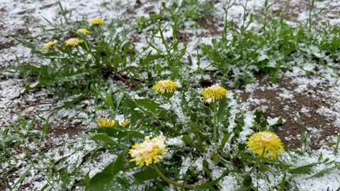 Yellow Dandelions Covered With Spring Snow Stock-Footage 333505336