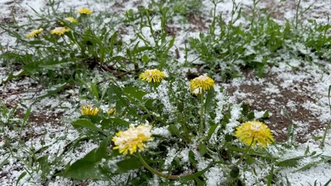 Yellow Dandelions Covered With Spring Snow Stock Footage 333505337