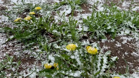 Yellow Dandelions Covered With Spring Snow Stock Footage 333505338