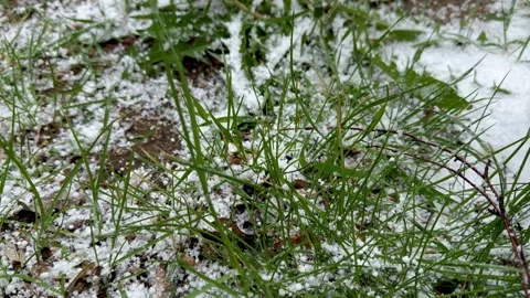 Yellow Dandelions Covered With Spring Snow Stock Footage 333505349