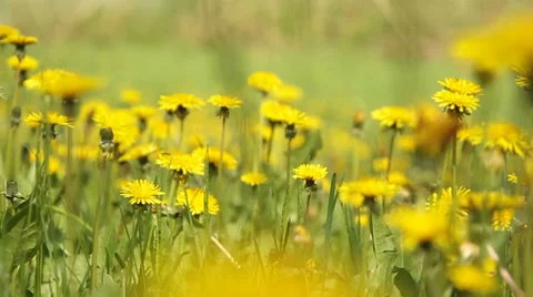 Yellow dandelions early rays of the sun glide camera move 3 Stock Footage 38189026