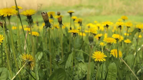  Yellow dandelions early rays of the sun glide camera move 1 Stock Footage 38189065