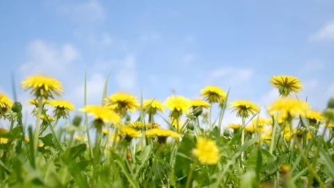 Yellow dandelions field closeup Video stock 89832589