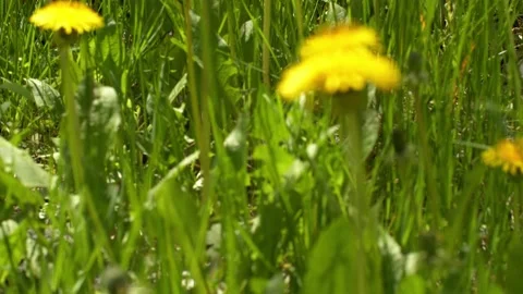 Yellow dandelions in a field in the no wind close-up. Seasonal natural scene Stock Footage 154240913