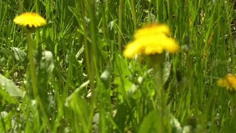 Yellow dandelions in a field in the no wind close-up. Seasonal natural scene Stock-Footage 154240916