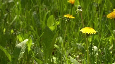 Yellow dandelions in a field in the no wind close-up. Seasonal natural scene Stock-Footage 154240950