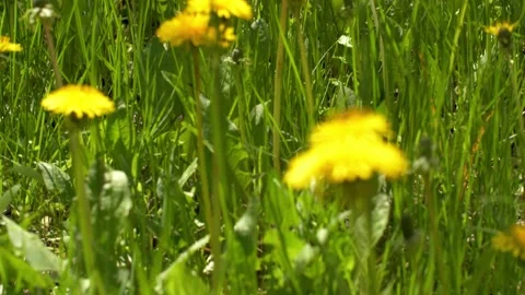 Yellow dandelions in a field in the no wind close-up. Seasonal natural scene Stock-Footage 154240963