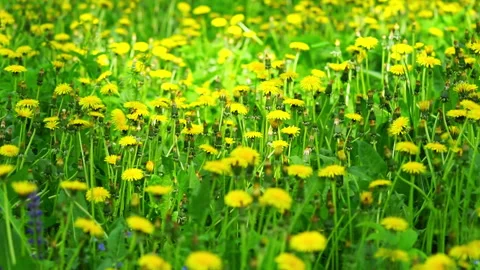 Yellow dandelions field in the park, spring background. Slow motion Stock Footage 262425504