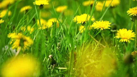 Yellow dandelions field, spring background. Stock Footage 241264870
