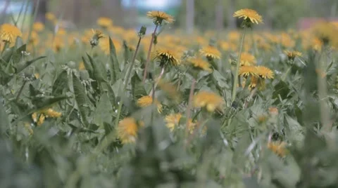 Yellow Dandelions Stock Footage 50014422