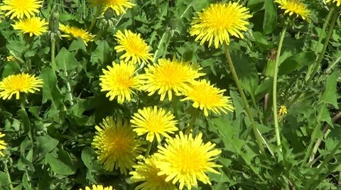 Yellow dandelions 스톡 동영상 59878559