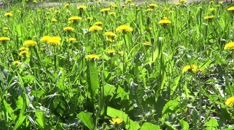 Yellow dandelions Stock Footage 59879096