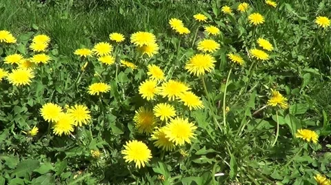 Yellow dandelions Stock Footage 59879118