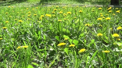 Yellow dandelions Stock Footage 60223999