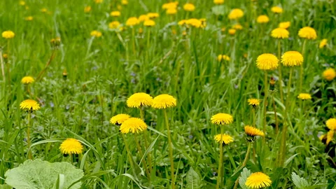 Yellow dandelions Stock Footage 154252148