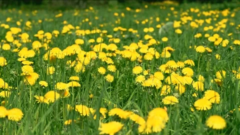 Yellow dandelions Stock Footage 154372848