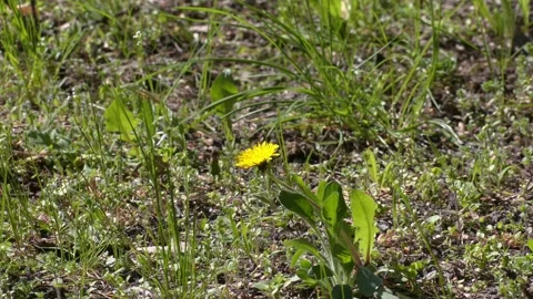 Yellow dandelions. Video stock 316517090