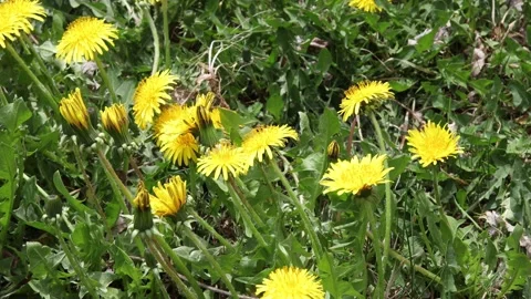 Yellow dandelions in the grass Video stock 182443862