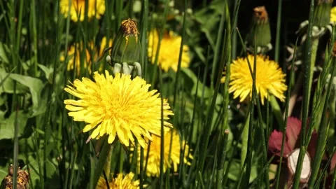 Yellow dandelions in the grass Stock Footage 186920855