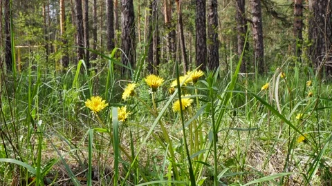 Yellow dandelions in the grass Stock Footage 194415136