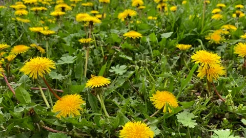 Yellow dandelions on grass Stock Footage 300885151