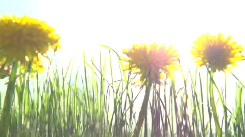 Yellow dandelions in the grass. Slow motion 240 fps. Stock Footage 55045962