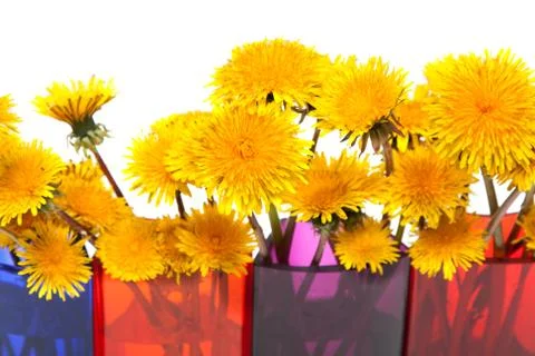 Yellow dandelions Stock Photos