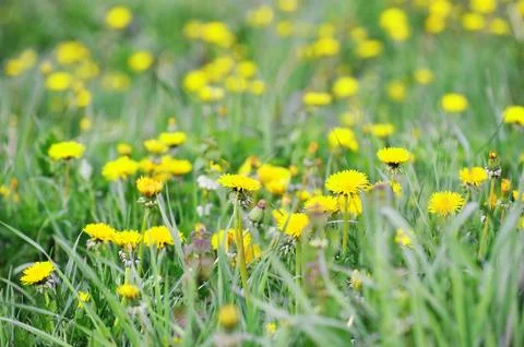 Yellow dandelions Stock Photos