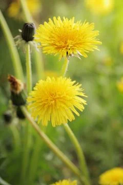 Yellow dandelions Foto stock