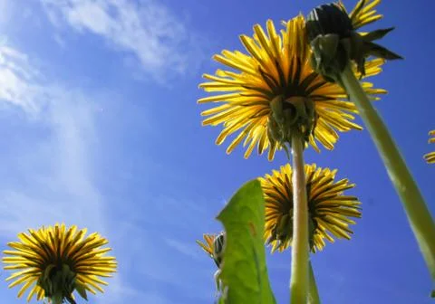 Yellow Dandelions Stock Photos