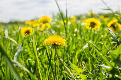 Yellow dandelions Foto stock