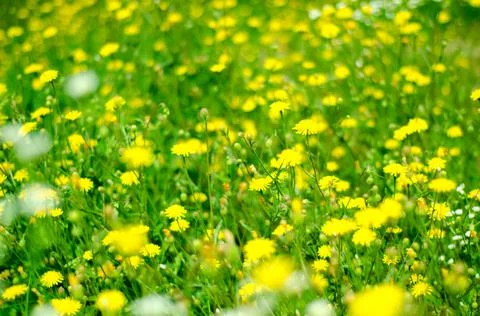 Yellow dandelions Stock Photos