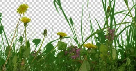 Yellow Dandelions Plants Leaves Flower Grass Green Stock Footage 50952353