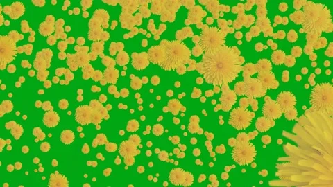 Yellow dandelions pouring down on green background Stock Footage 192537289