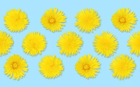 Yellow dandelions seamless pattern Stock Photos