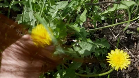 Yellow dandelions in spring among the grass. A woman's hand picks a flower. Wind Stock Footage 275536502