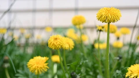 Yellow dandelions in spring Stock Footage 129640607
