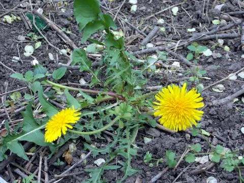 Yellow dandelions in spring forest Stock Photos