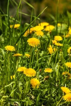 Yellow dandelions in spring Stock Photos