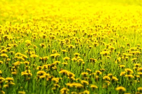 Yellow dandelions in spring Stock Photos