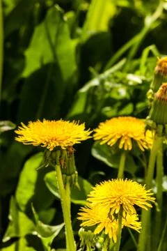 Yellow dandelions in spring Stock Photos