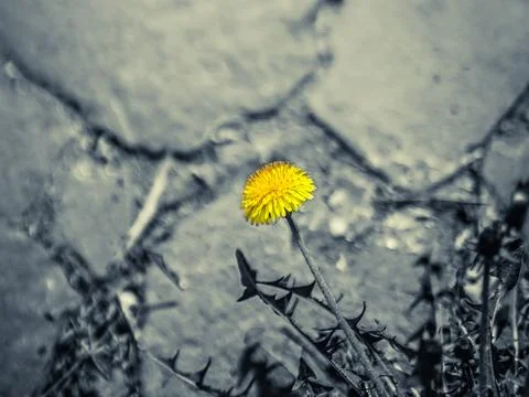 Yellow dandelions in spring Photos