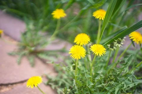 Yellow dandelions in spring 写真素材